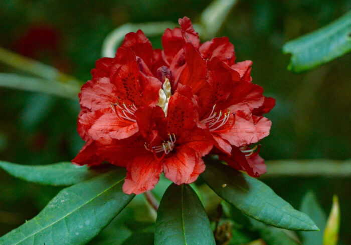 czerwony kwiat rododendrona w ogrodzie