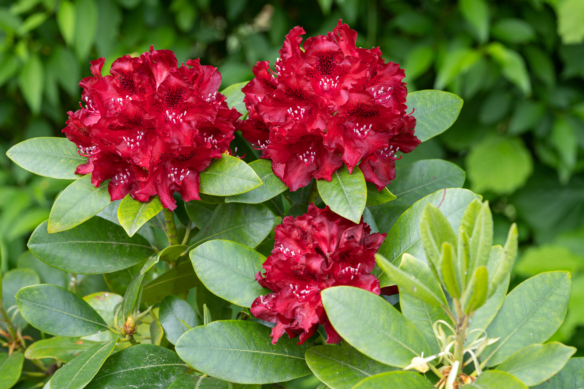 Czerwone rododendrony rosną w ogrodzie