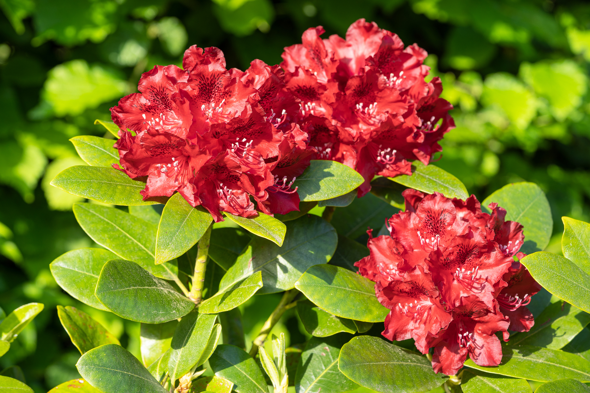 Trzy czerwone kwiaty rododendronu rosną w ogrodzie